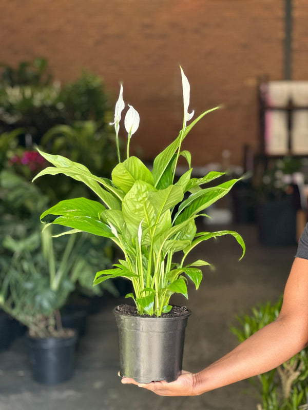 Medium Peace Lily