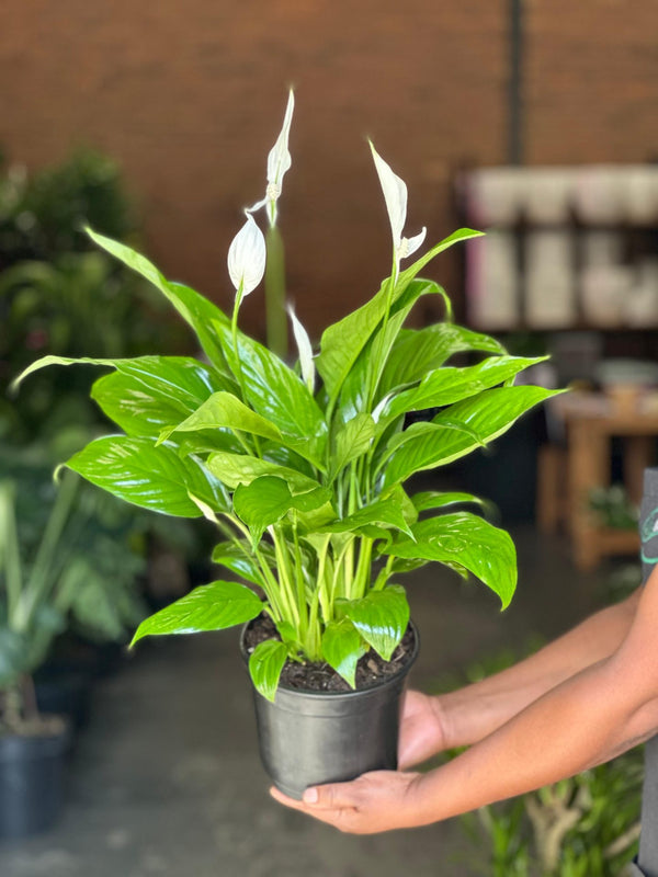 Medium Peace Lily