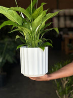 Medium Peace Lily With a Decorative Pot