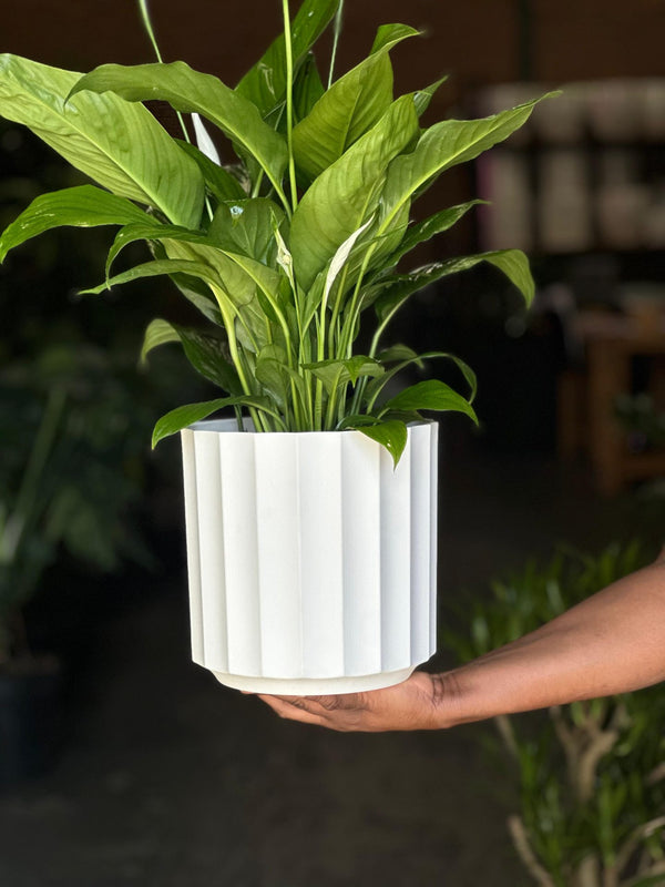 Medium Peace Lily With a Decorative Pot