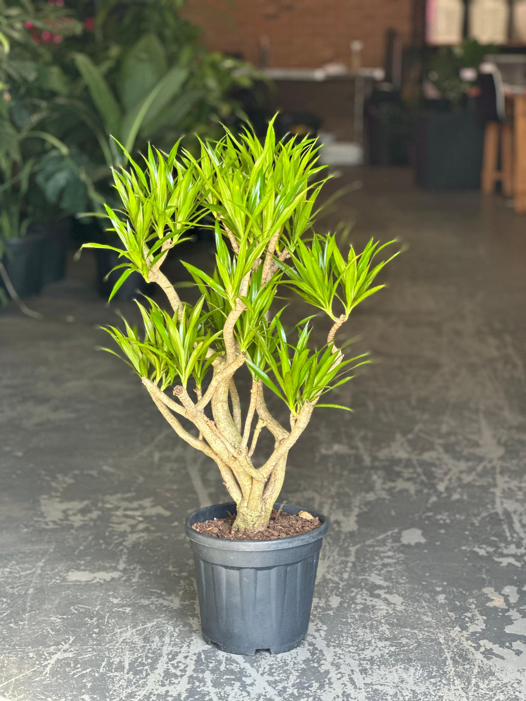 Large Dracaena Angazi