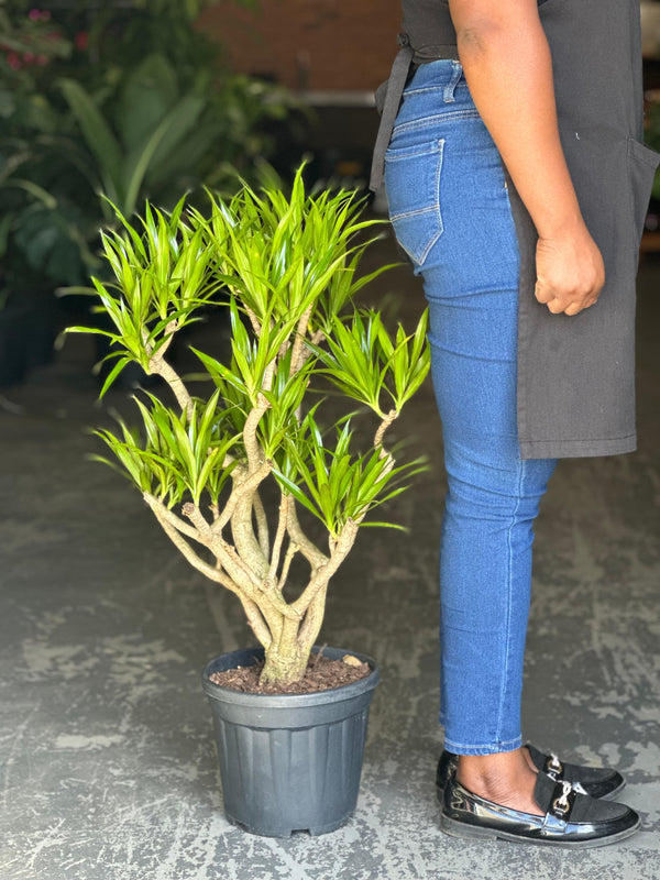 exotic angel plants dracaena Large Dracaena Angazi – Botanical Heaven
