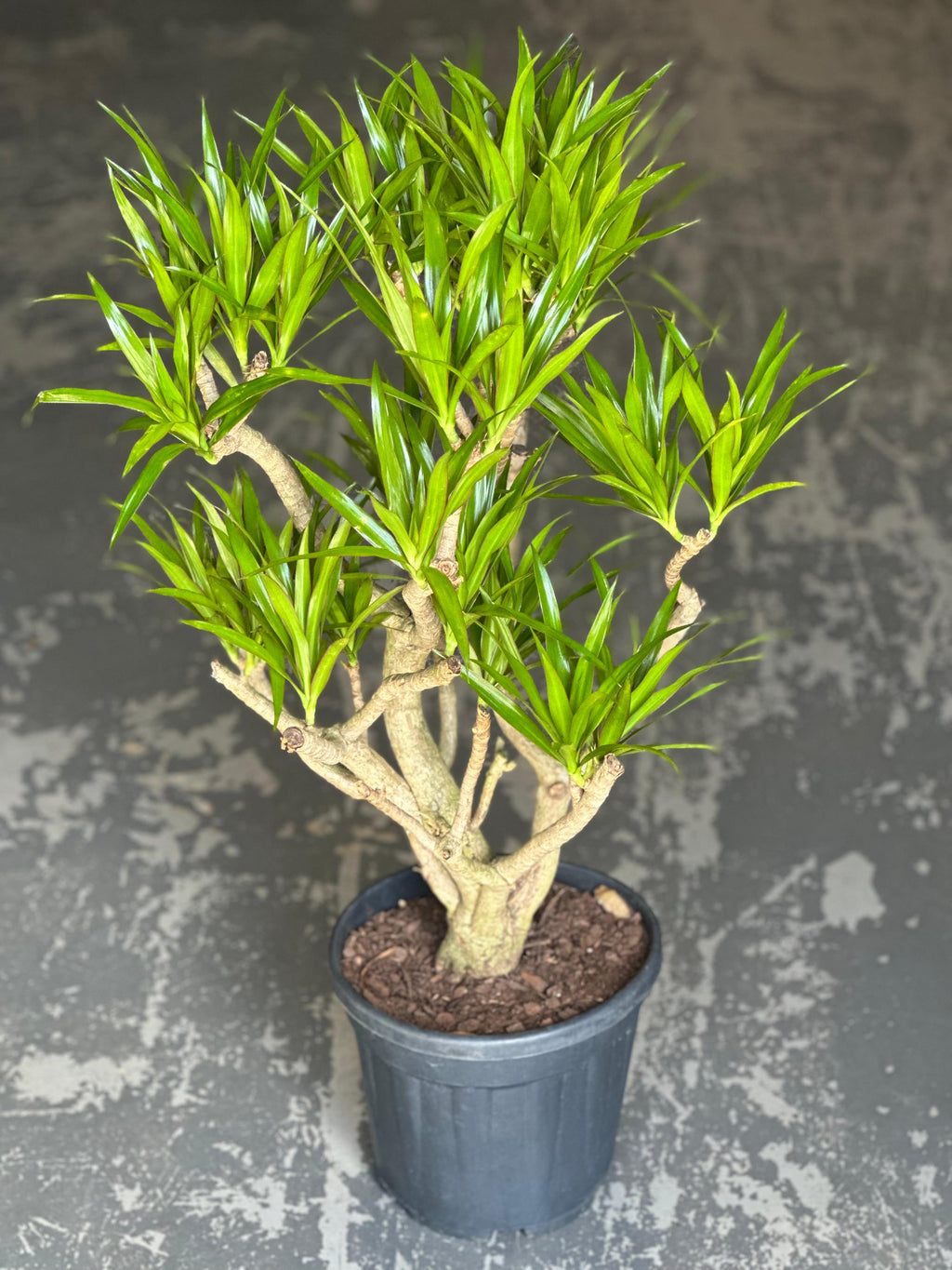 Large Dracaena Angazi