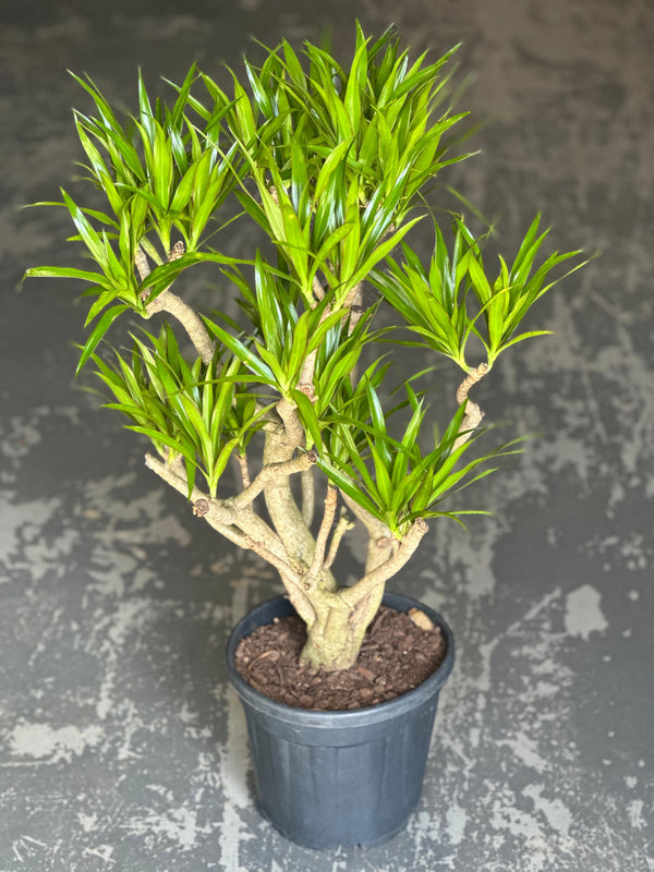 Large Dracaena Angazi
