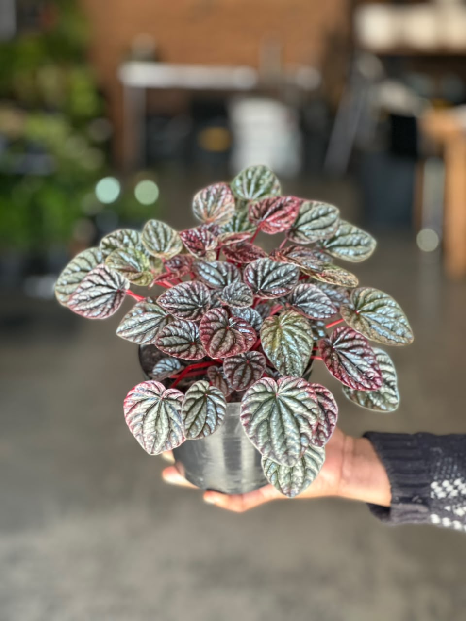Small Red Ripple Peperomia