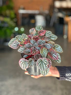 Small Red Ripple Peperomia