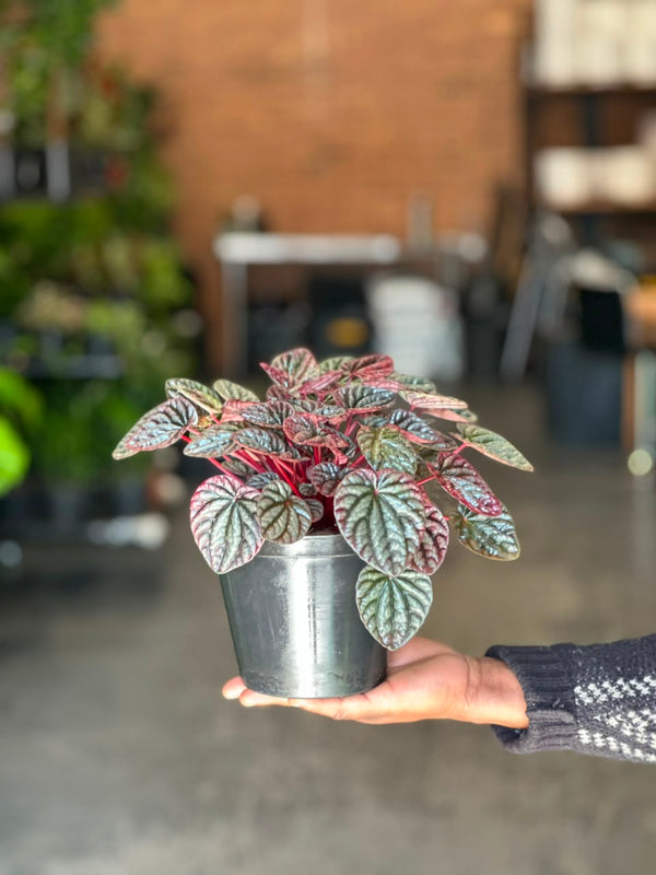 Small Red Ripple Peperomia