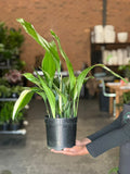 Medium Variegated Cast Iron Plant