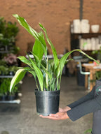 Medium Variegated Cast Iron Plant