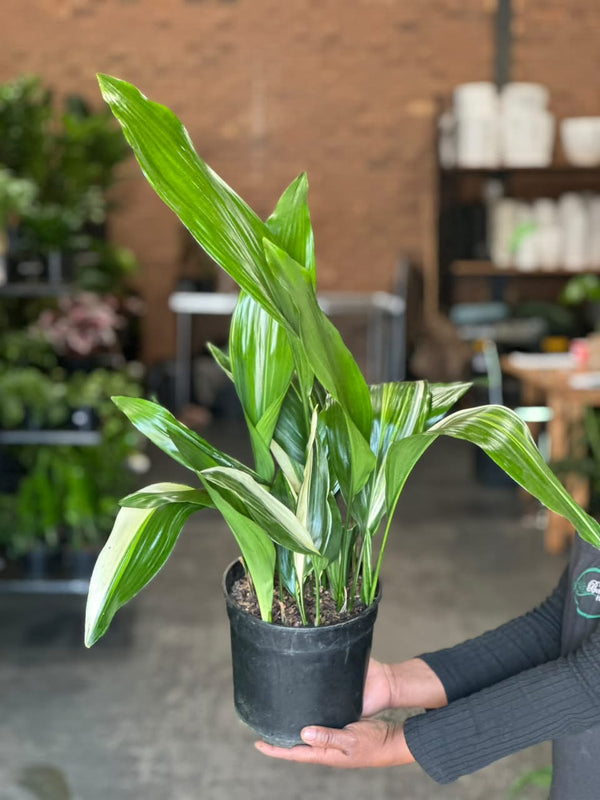 Medium Variegated Cast Iron Plant