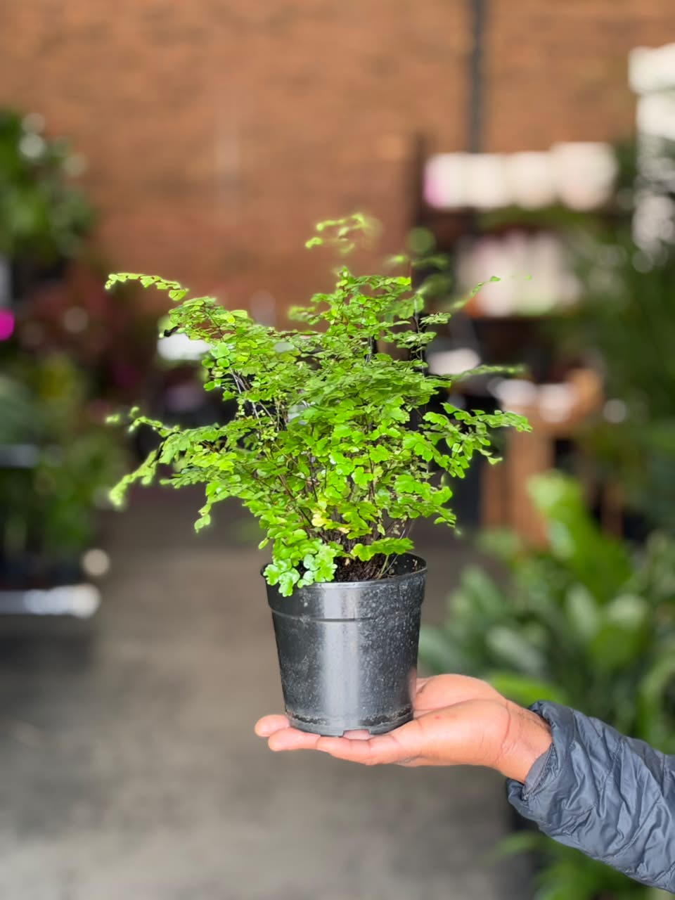 XS Maidenhair Fern