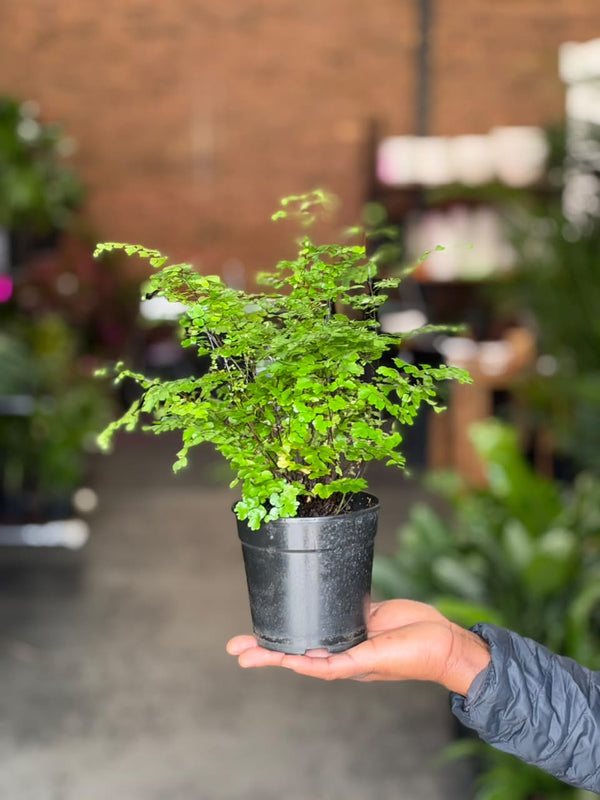 XS Maidenhair Fern