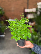 XS Maidenhair Fern