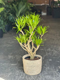 Large Dracaena Angazi With Basket