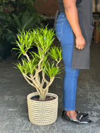 Large Dracaena Angazi With Basket