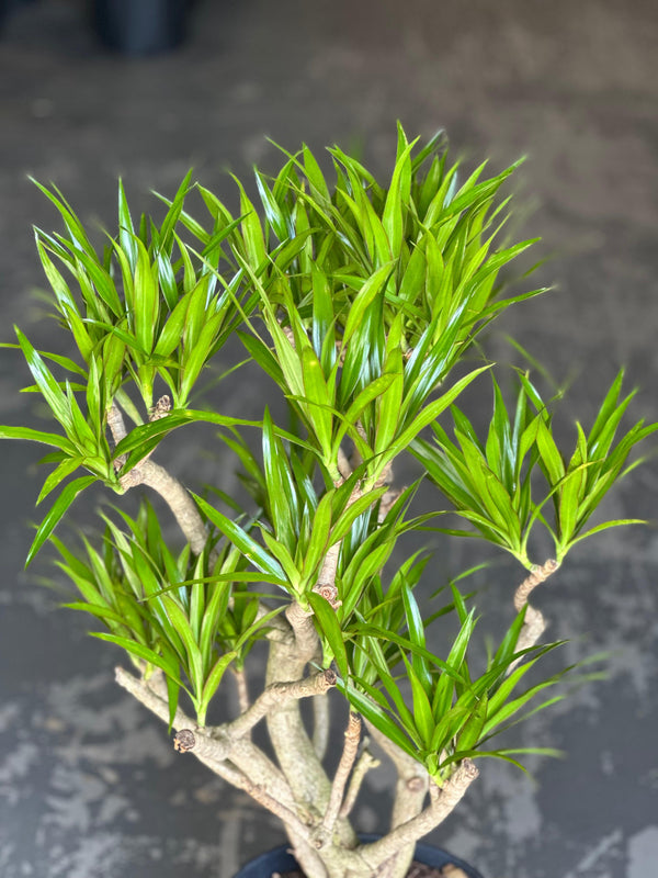 Large Dracaena Angazi With Basket