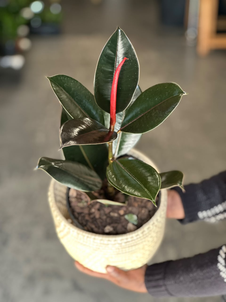 Medium Rubber Plant Abidjan With Basket