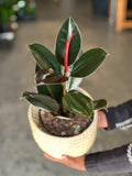 Medium Rubber Plant Abidjan With Basket