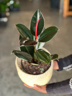 Medium Rubber Plant Abidjan With Basket