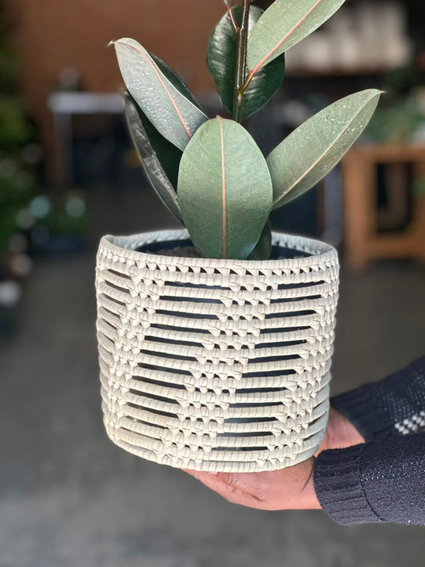 Medium Rubber Plant Abidjan With Basket