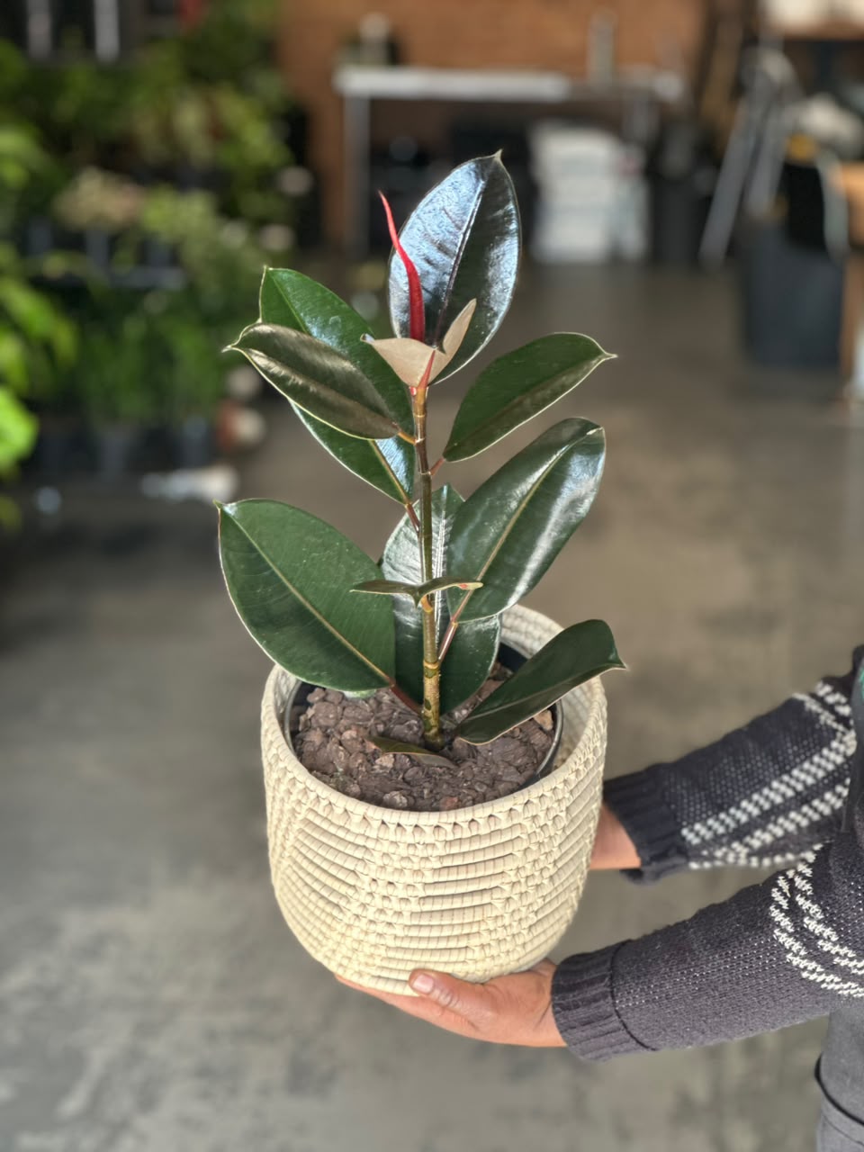 Medium Rubber Plant Abidjan With Basket