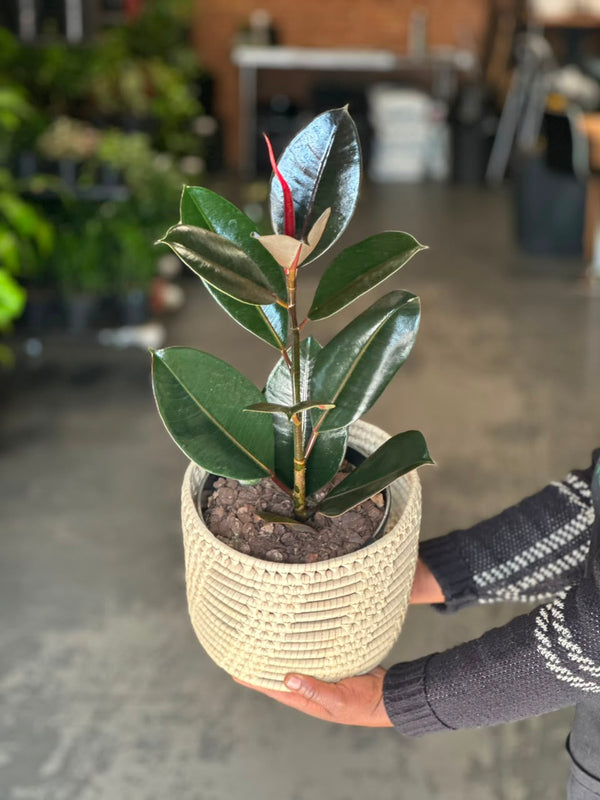 Medium Rubber Plant Abidjan With Basket