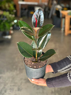 Medium Rubber Plant Abidjan