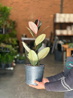 Medium Rubber Plant Abidjan
