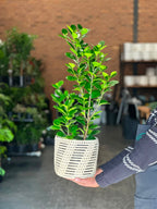 Medium Ficus Moclame With Basket