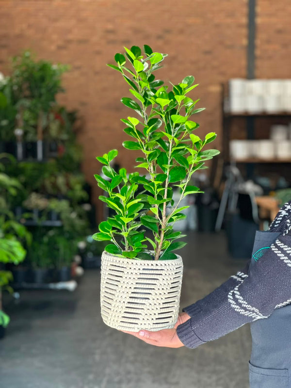 Medium Ficus Moclame With Basket