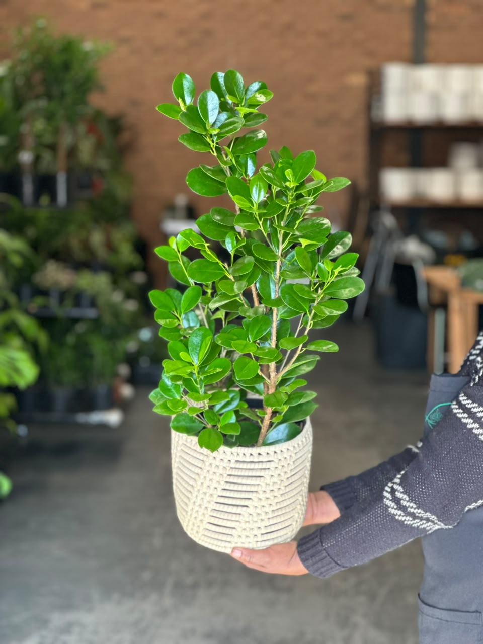Medium Ficus Moclame With Basket