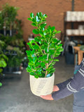 Medium Ficus Moclame With Basket