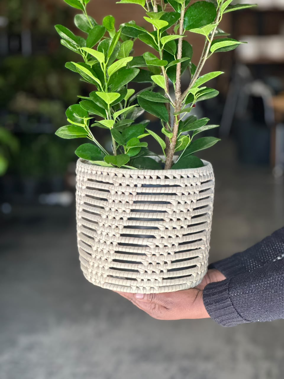 Medium Ficus Moclame With Basket