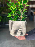 Medium Ficus Moclame With Basket