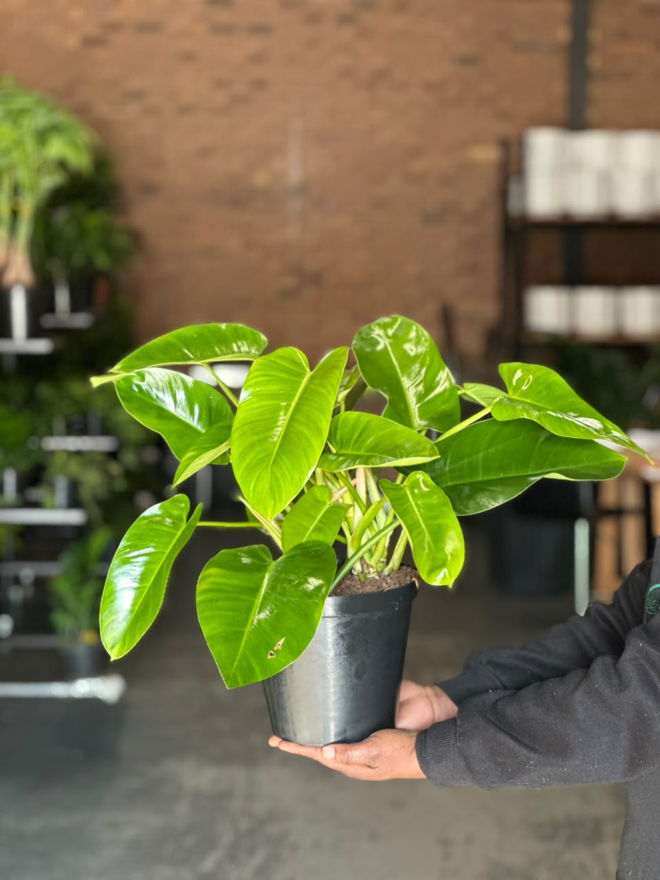 Medium Philodendron Emerald Green
