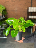 Medium Philodendron Emerald Green