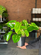 Medium Philodendron Emerald Green