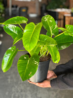 Medium Philodendron Emerald Green