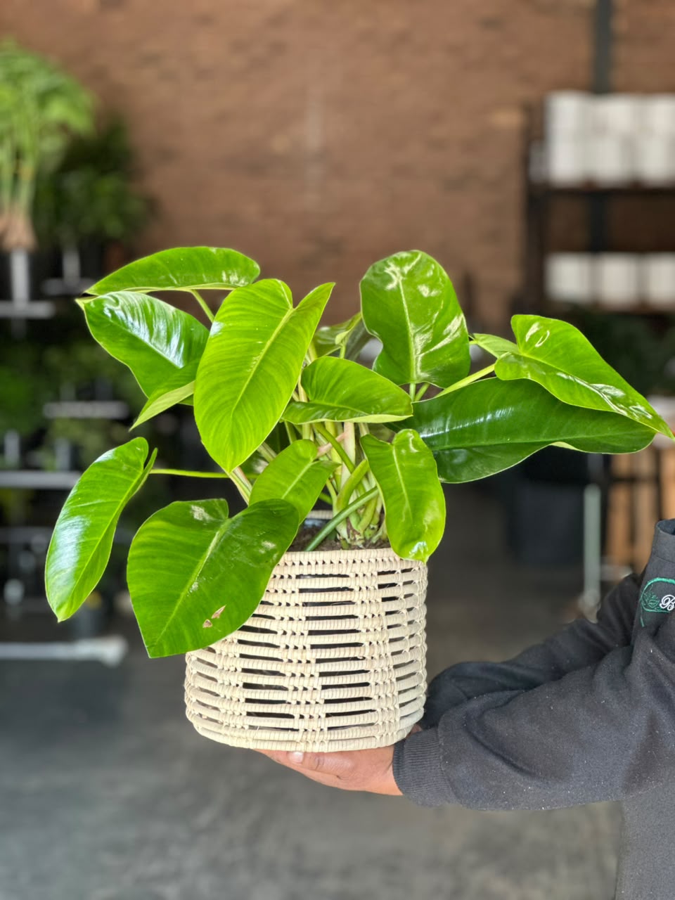 Medium Philodendron Emerald Green With Basket