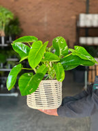 Medium Philodendron Emerald Green With Basket