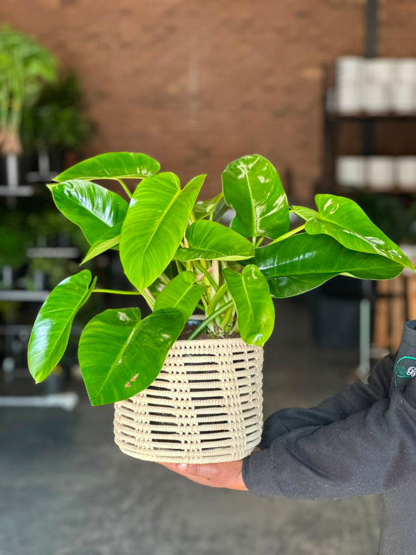 Medium Philodendron Emerald Green With Basket