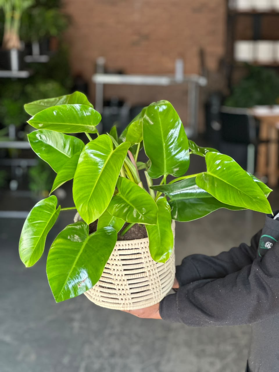 Medium Philodendron Emerald Green With Basket