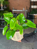 Medium Philodendron Emerald Green With Basket