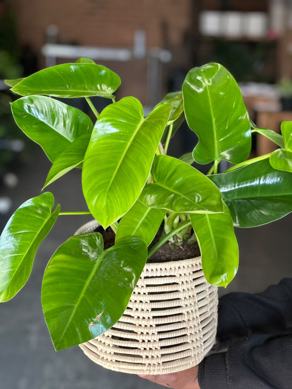 Medium Philodendron Emerald Green With Basket