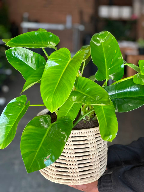 Medium Philodendron Emerald Green With Basket