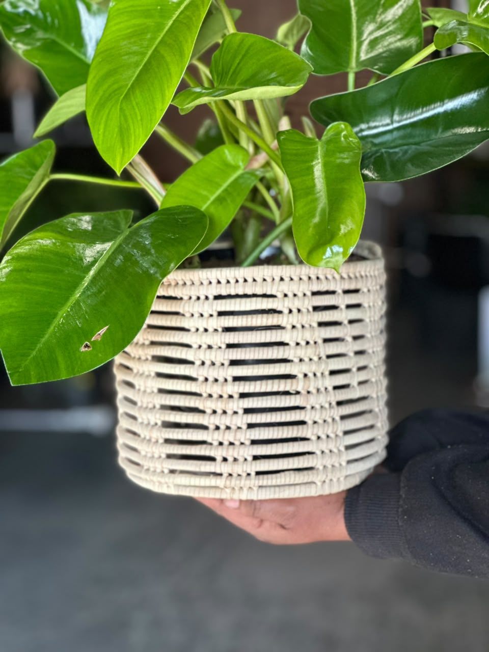 Medium Philodendron Emerald Green With Basket