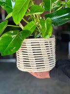 Medium Philodendron Emerald Green With Basket