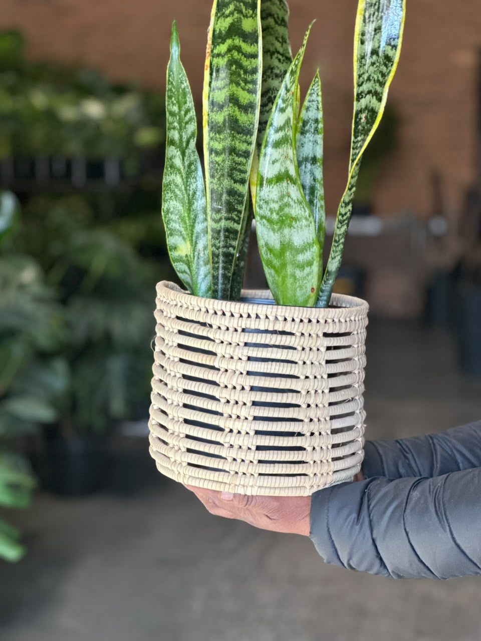 Medium Variegated Snake Plant With Basket