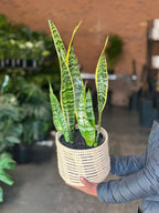 Medium Variegated Snake Plant With Basket