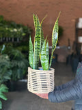 Medium Variegated Snake Plant With Basket